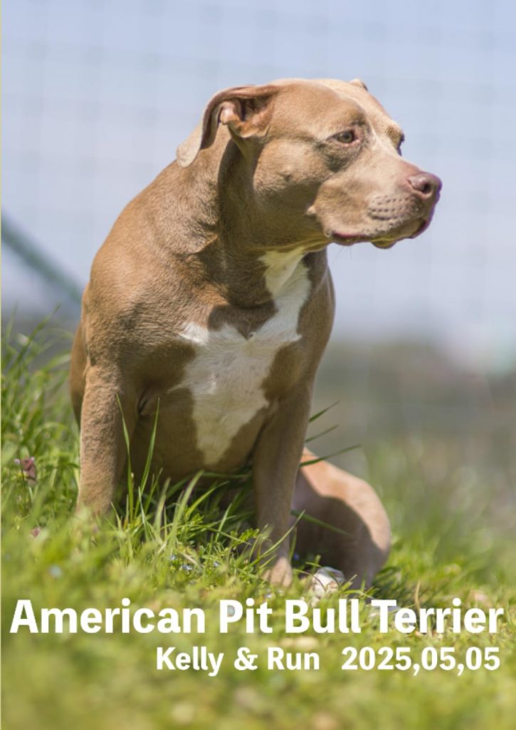 American Pit Bull Terrier Keri & Run 2025,05,05
